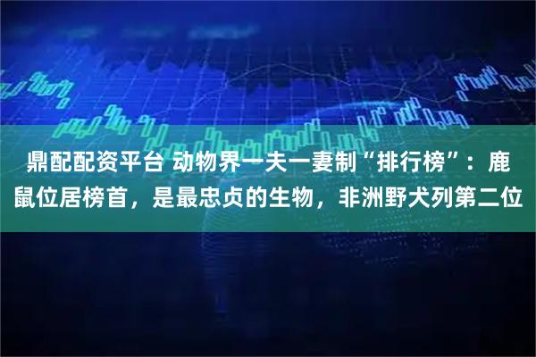 鼎配配资平台 动物界一夫一妻制“排行榜”：鹿鼠位居榜首，是最忠贞的生物，非洲野犬列第二位